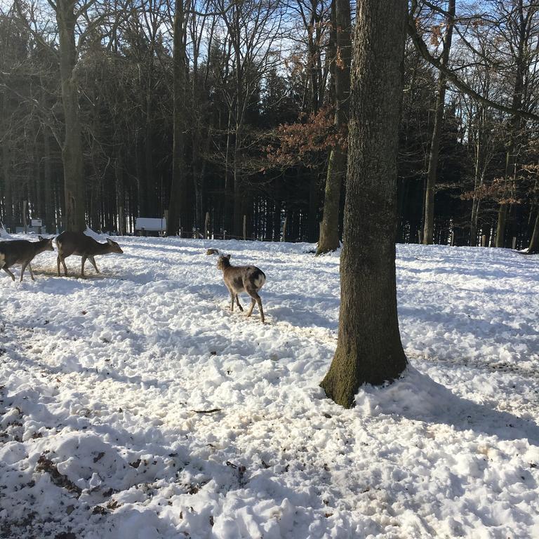 B&B La Ferme Du Doux Libramont-Chevigny Eksteriør billede